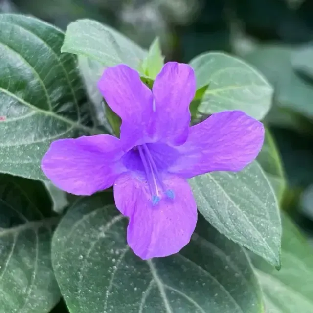 thumbnail for publication: Barleria cristata: Crested Philippine Violet, Philippine Violet